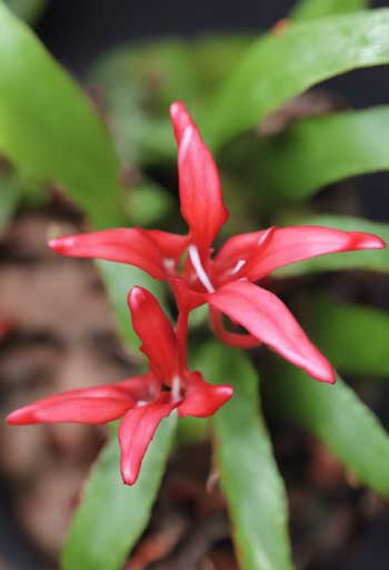 Aeschynanthus radicans