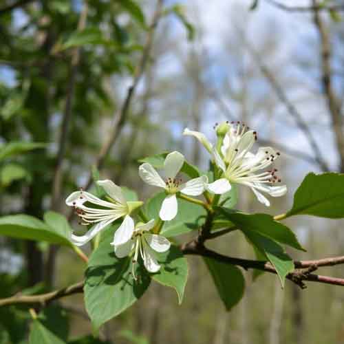 Aesculus hippocastanum kaufen pflanzen pflegen