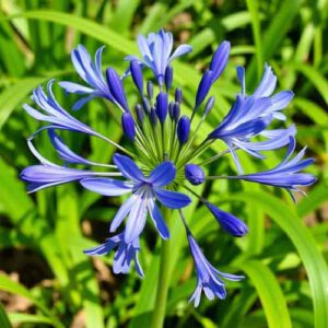 Agapanthus praecox