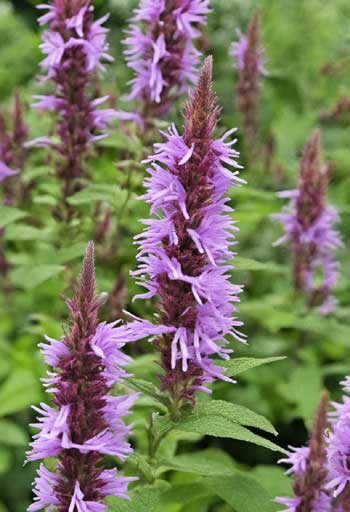 Agastache