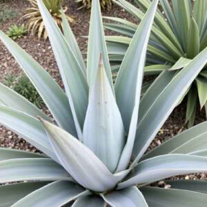 Amerikanische Agave (Agave americana)