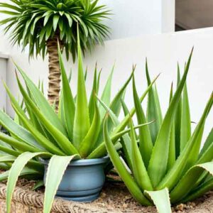 Aloe Pflanzen kaufen pflanzen pflegen