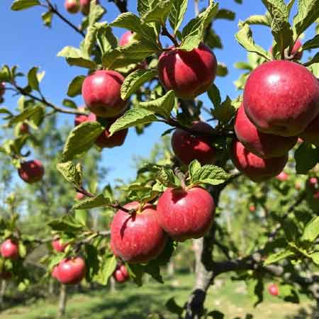 Apfelbaum Gravensteiner