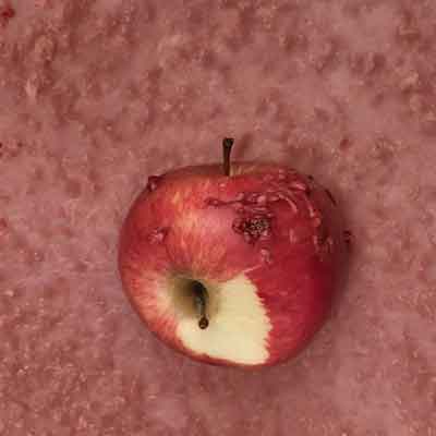 Natürliche Methoden zur Bekämpfung von Apfelschorf