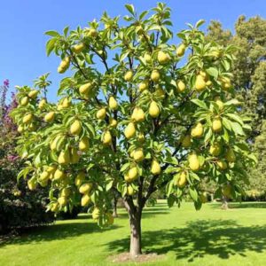 Birnenbaum alte Sorte