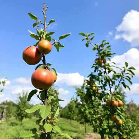 Welche Obstbäume für den Garten gibt es?