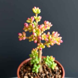 Pfennigbaum (Crassula ovata)