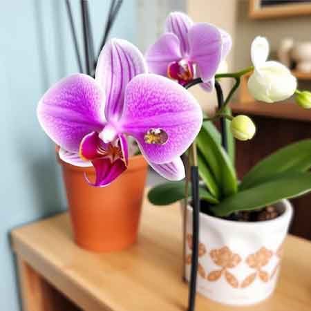 Pflege von Orchideen in Ihrem Haus