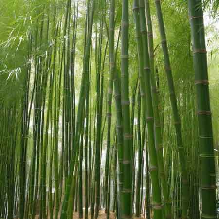 Phyllostachys-Bambus: Eleganz und Vielseitigkeit in der Gartengestaltung