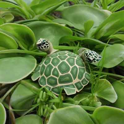Testudinaria elephantipes – Schildkrötenpflanze Info
