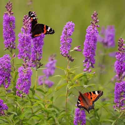 Schmetterlingsflieder: Paradies für flatternde Schönheiten