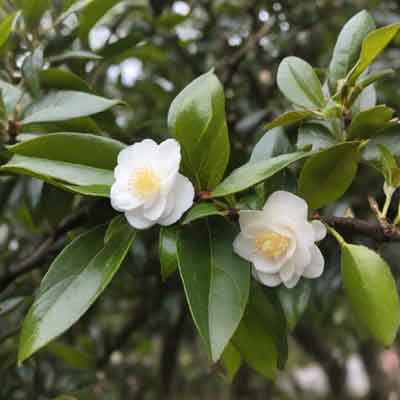 Arten von Tee, die aus Camellia sinensis hergestellt werden