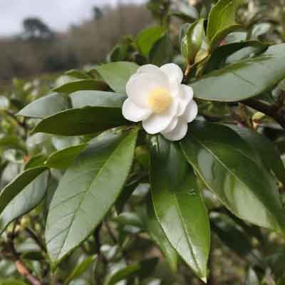 Pflanzen, die nicht gut mit Camellia sinensis kompatibel sind