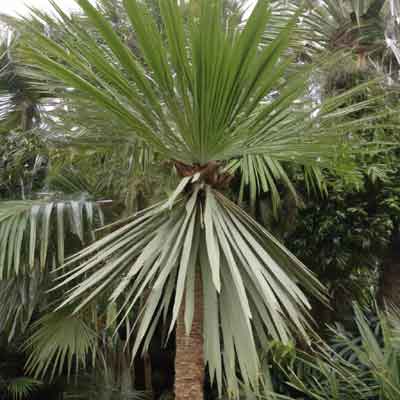 Trachycarpus fortunei (Chinesische Hanfpalme) Info