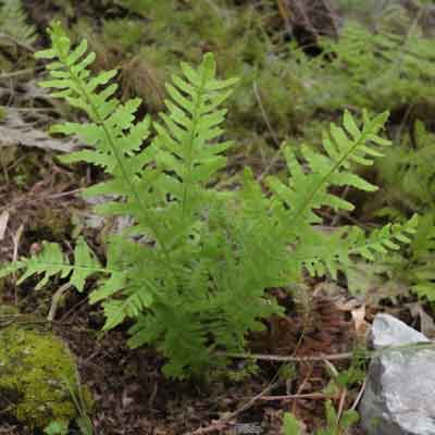 Tüpfelfarn (Polypodium vulgare) Info