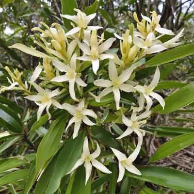 Häufig gestellte Fragen zu Vanilla planifolia