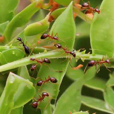 Wie können Sie Pflanzenschädlinge effektiv bekämpfen? Tipps gegen Ameisenbefall bei Pflanzen